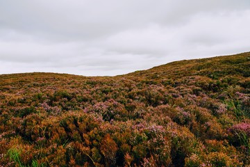 Highland Wildflower Pasture - Wales UK