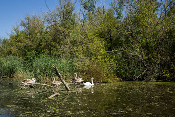Swamp area Imperial Pond, Carska bara, Serbia. Large natural habitat for rare birds and other species.