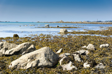 algae and kelp beds at low tide on an idyllic beach in France