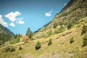 Fototapeta na wymiar hiking path with trees and vegetation in the Pyrenees mountains