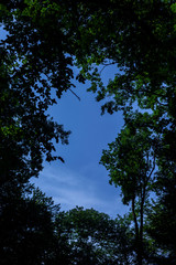 Balade en forêt