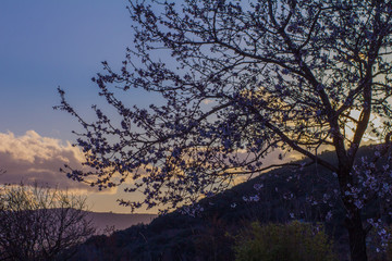 Arbuste du Soleil couchant