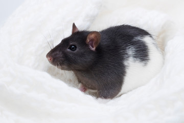 Christmas rat. Little fluffy rat in a white cream knitted scarf. New year mouse. Symbol chinese lunar horoscope. New year and Christmas concept.Selective focus.