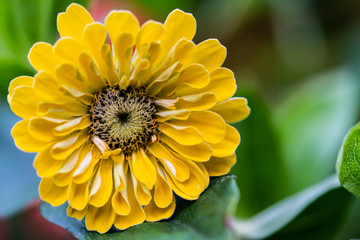 Yellow zinnia flower on a grass background