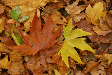 fallen autumn leaves. yellow leaves on the ground and branches