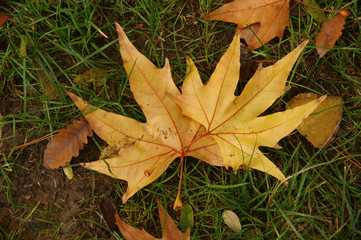 fallen autumn leaves. yellow leaves on the ground and branches