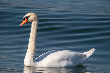 Swan on lake