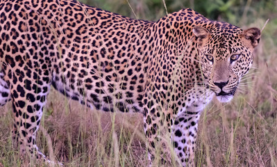 Sri lankan leopard in the jungle