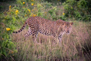 Sri lankan leopard in the jungle