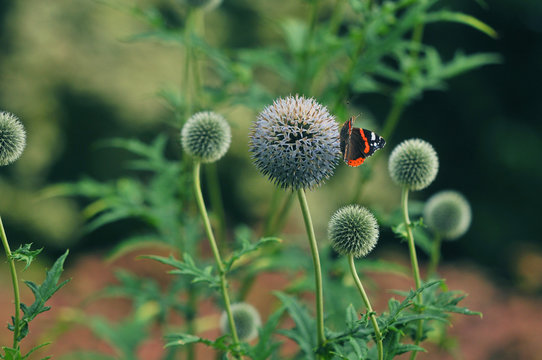 Fototapeta Vanessa atalanta red admiral butterfly on globe thistle green flowers
