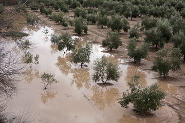 Cultivation of olive trees, flooded by heavy rains, disaster ecological change climate on the planet, Spain