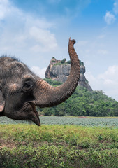 Elephant near Sigiriya lion rock fortress in Sigiriya, Sri Lanka