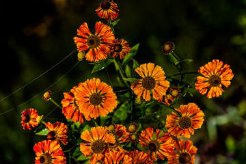 Autumn helium flowers on a dark green background