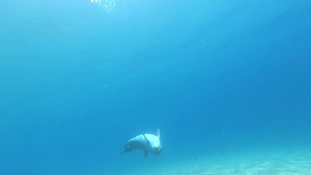 Cute dolphin close up shot