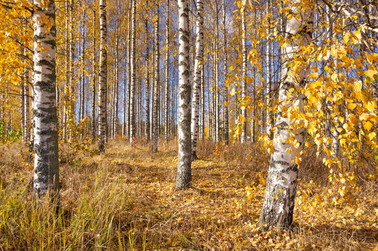 Old autumn birch trees with yellow leaves against background of blue sky. Sunny day in the fall forest.