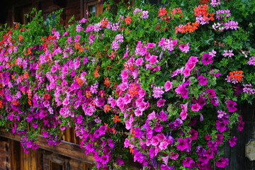 Fototapeta na wymiar wunderschöne üppige lilafarbene Geranien und Petunien