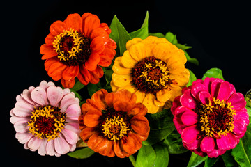 Colorful flowers of zinnia on a dark black background