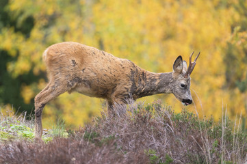 Wild deer outdoors in autumn nature