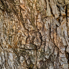 The texture of the olive wood background. Old textured wood.