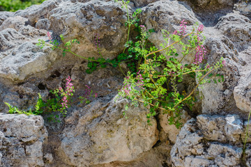 Old ruins- national archaeological park