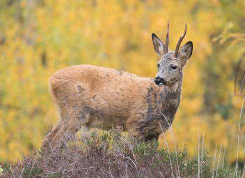 Wild deer outdoors in autumn nature