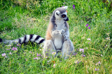 Cute Lemur Catta Eating Grass