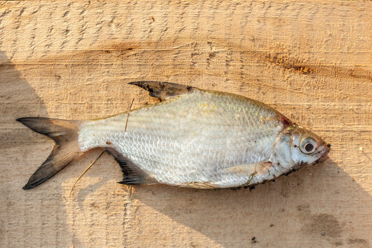 Fish, carp family, on a light wooden background. River bream.Top view.