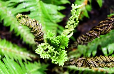 Fern leaves movement and texture in the summer sunlight. Exotic forest.