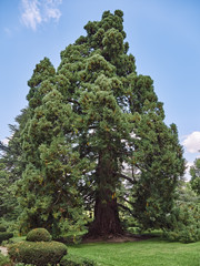 One of the Sequoias of La Granja de San Ildefonso in Segovia, Spain, considered the largest in Europe with 46 meters high. These trees date from 1860, considered the oldest in Europe