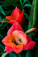 Pink gladiolus