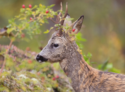 Wild deer outdoors in autumn nature