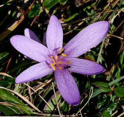 Jolie fleur violette sur le Mont Aiguille dans le Vercors