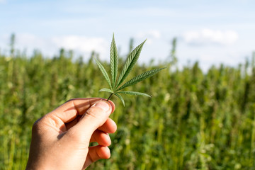 marijuana canabis with human hand on field ganja farm sativa leaf weed medical hemp hash plantation...