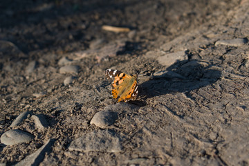 beautiful butterfly on the ground close-up
