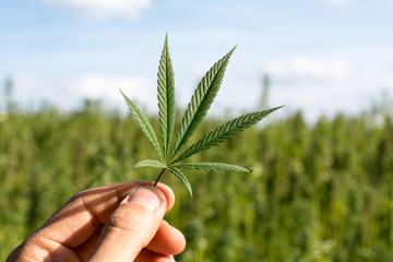 marijuana canabis with human hand on field ganja farm sativa leaf weed medical hemp hash plantation cannabis legal or illegal drug leaves