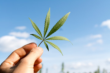 marijuana canabis with human hand on field ganja farm sativa leaf weed medical hemp hash plantation cannabis legal or illegal drug leaves