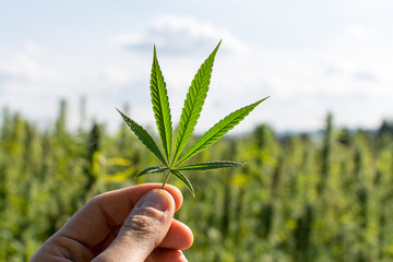marijuana canabis with human hand on field ganja farm sativa leaf weed medical hemp hash plantation...