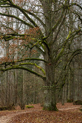 Big oak tree with green moss on its branches almost no leaves left in late autumn in park