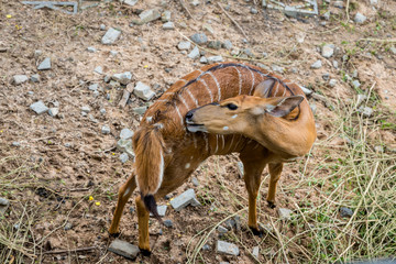 Barking deer living in nature. Barking deer on the field. Barking deer in forest.