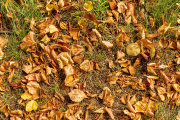 autumn leaves on green grass