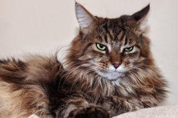 Maine coon cat with green eyes lies. Brutal cat