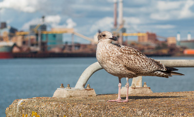 seagull in ijmuiden holland