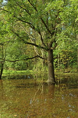 rainforest oak tree reflected in the water, hdr