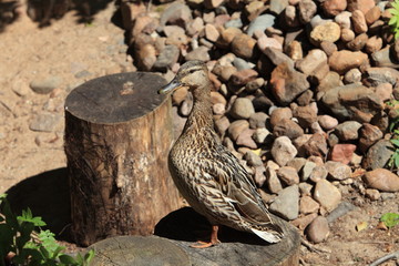 Mallard duck standing and looks at camera