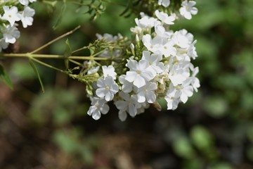 The phlox paniculata (Summer phlox) is native to North America and it blooms in the summer with panicles of flowers.