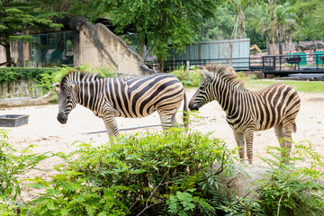 Fototapeta na wymiar African plains zebra .Two zebras in wild . Two zebras in the green grass