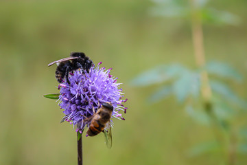 Bee on a flower