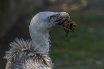 Allphotokz Eagle 20190613 1420 D810