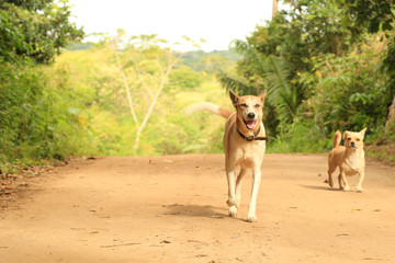 Corrida Canina 2