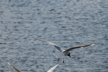 Seagull fly water spring nature lake birds sunny day light